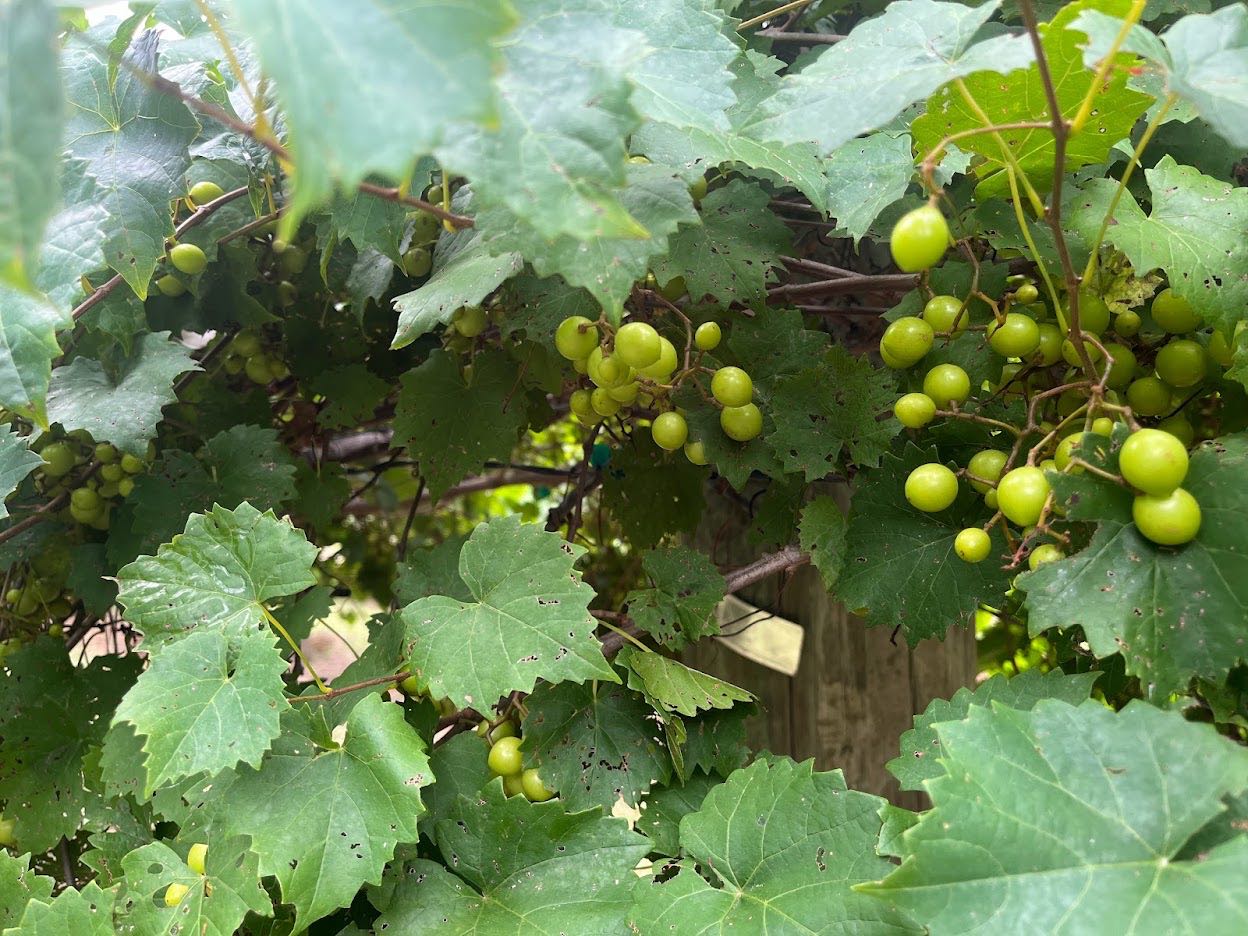 Pick Your Own Muscadines Day