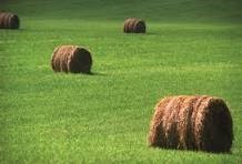 FORAGES / FEEDS - Regular Analysis