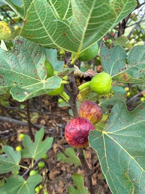 Fruit Research Field Day 2026