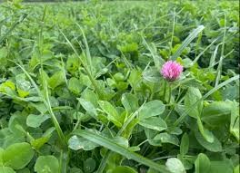 FORAGES / FEEDS - % Protein Only