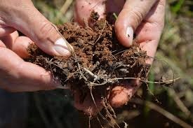 Soil - % Nitrogen, % Total Carbon (Inorganic Carbon with Organic combined) 