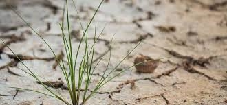 SOIL - Salinity Analysis