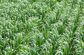 PLANT TISSUE - Nitrates Only 